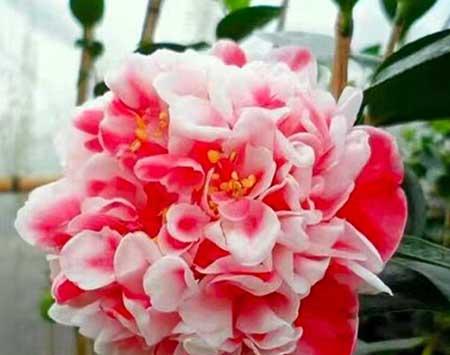 茶花盆栽怎么养