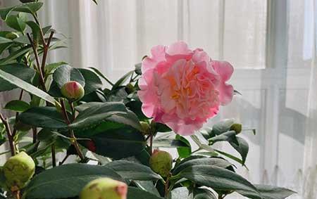 茶花盆栽怎么养