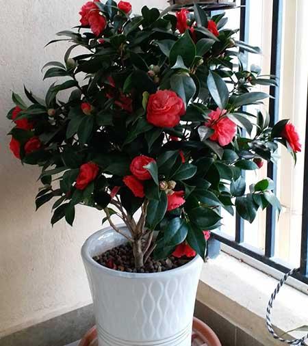 茶花盆栽怎么养