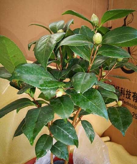 茶花盆栽怎么养