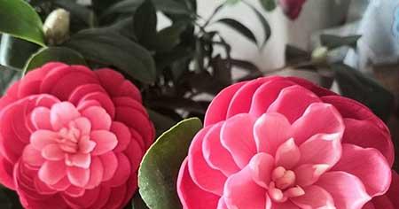 茶花盆栽怎么养