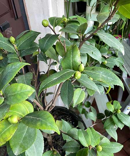 茶花盆栽怎么养