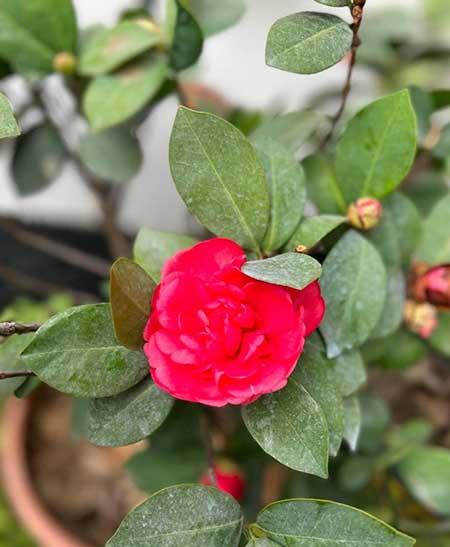 茶花盆栽怎么养