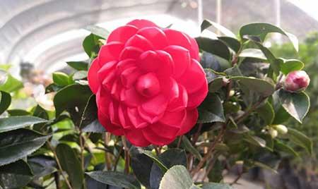 茶花盆栽怎么养