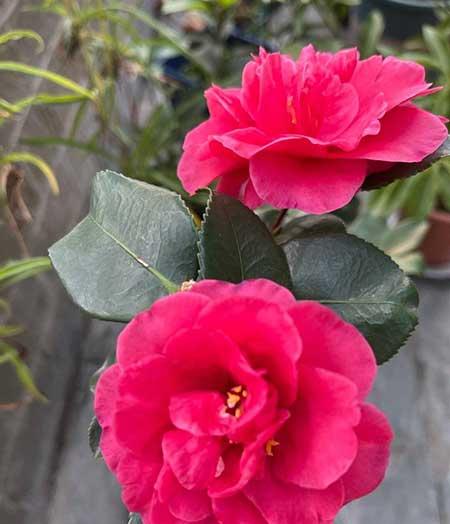 茶花盆栽怎么养