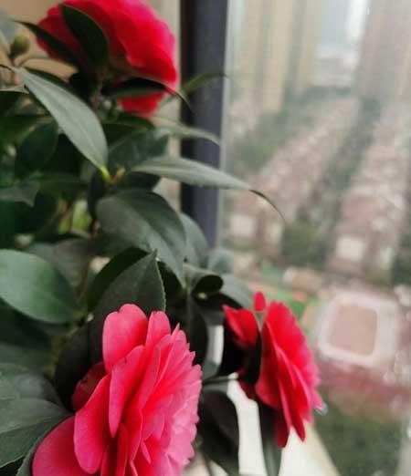 茶花盆栽怎么养