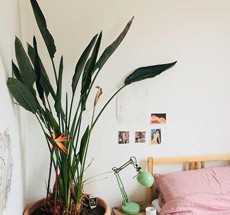 绿植天堂鸟适合在室内养吗