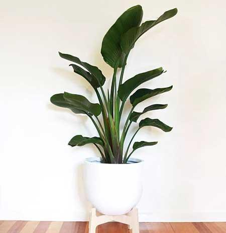 绿植天堂鸟适合在室内养吗