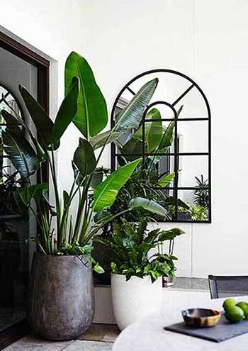 绿植天堂鸟适合在室内养吗