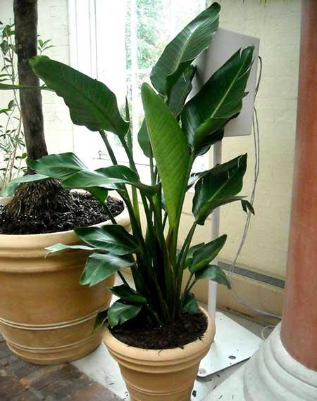 绿植天堂鸟适合在室内养吗