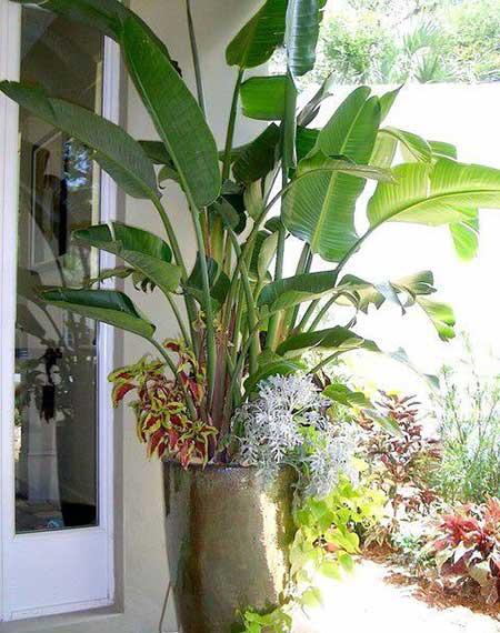 绿植天堂鸟适合在室内养吗