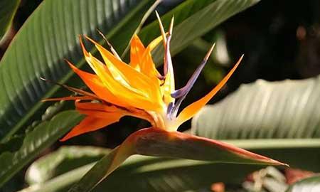 绿植天堂鸟适合在室内养吗