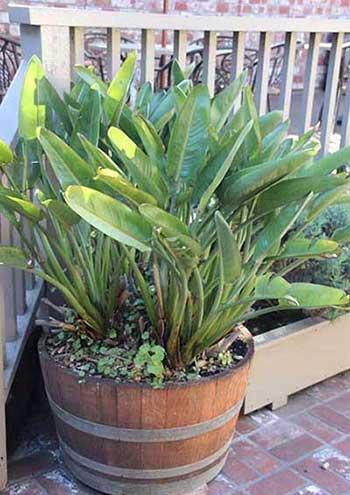 绿植天堂鸟适合在室内养吗