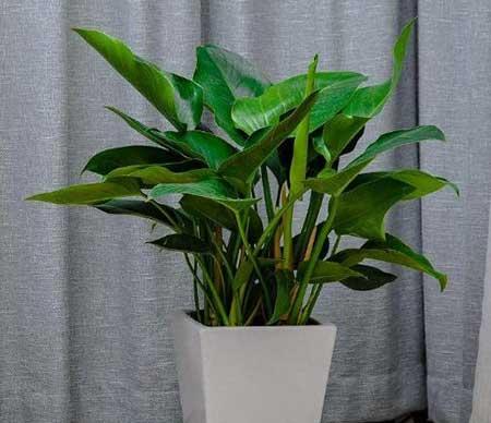 金钻绿植怎么养