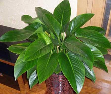 金钻绿植怎么养