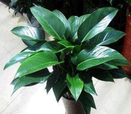 金钻绿植怎么养