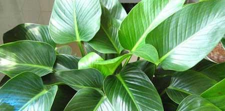 金钻绿植怎么养