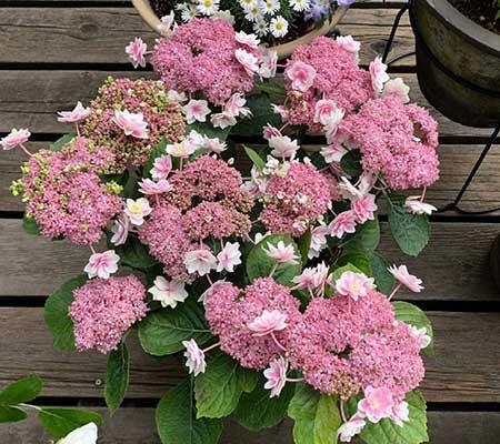 绣球花盆栽怎么养