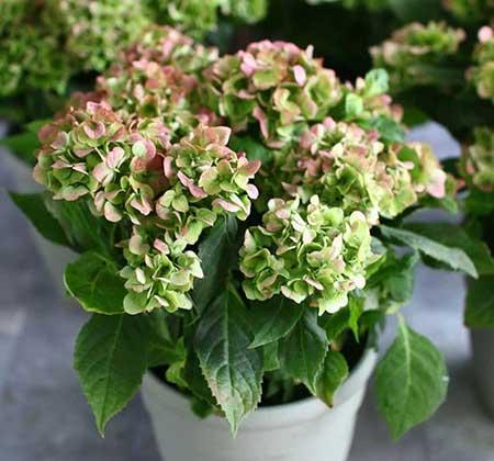 绣球花盆栽怎么养