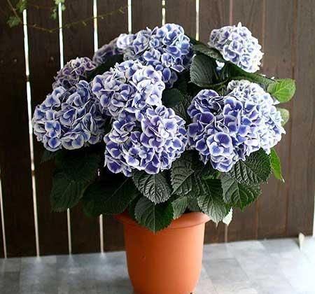 绣球花盆栽怎么养