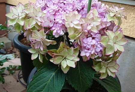 绣球花盆栽怎么养