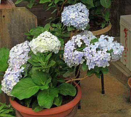 绣球花盆栽怎么养