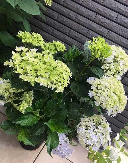 绣球花盆栽怎么养