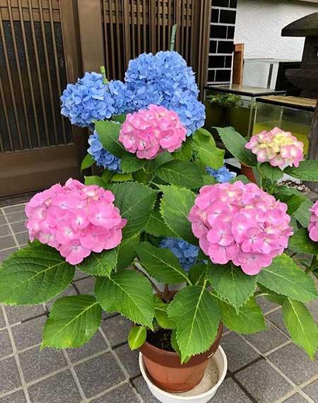 绣球花盆栽怎么养