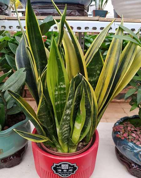 适合懒人养的大型绿植