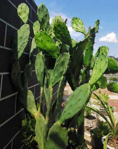 适合懒人养的大型绿植