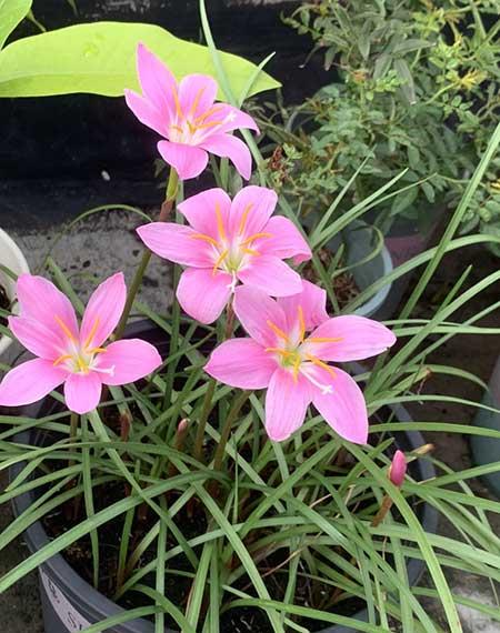 适合懒人养的大型绿植