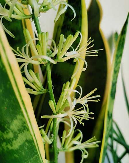 适合懒人养的大型绿植