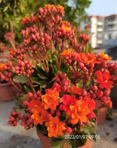 适合懒人养的大型绿植