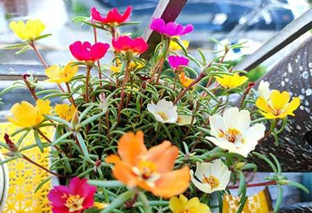 适合懒人养的大型绿植