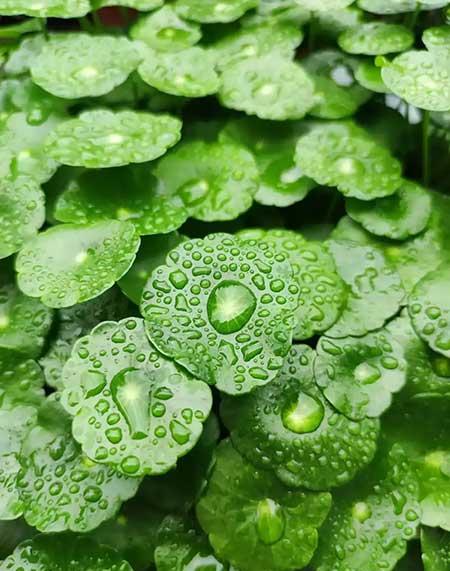 适合懒人养的大型绿植