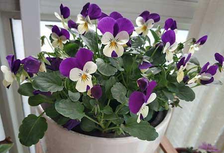 适合懒人养的大型绿植