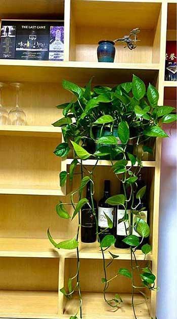 适合懒人养的大型绿植