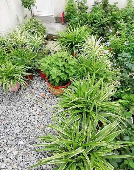 适合懒人养的大型绿植