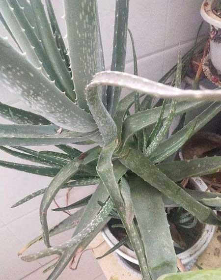 适合懒人养的大型绿植