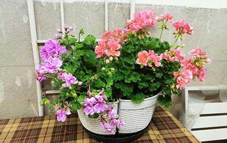 哪种绿植最好养