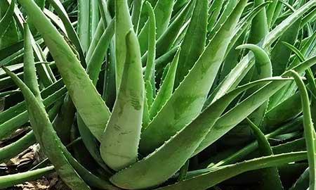 哪种绿植最好养