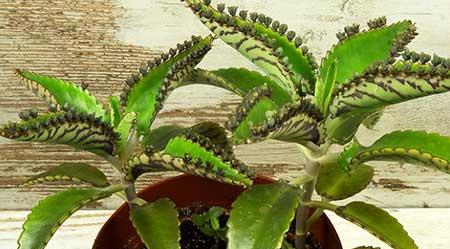 哪种绿植最好养