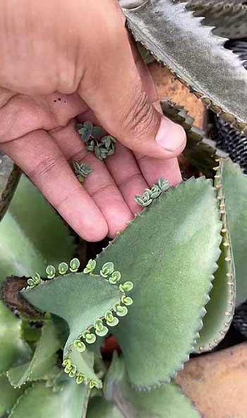 哪种绿植最好养