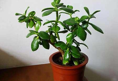 哪种绿植最好养