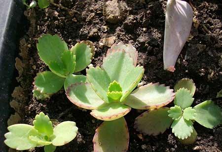 哪种绿植最好养