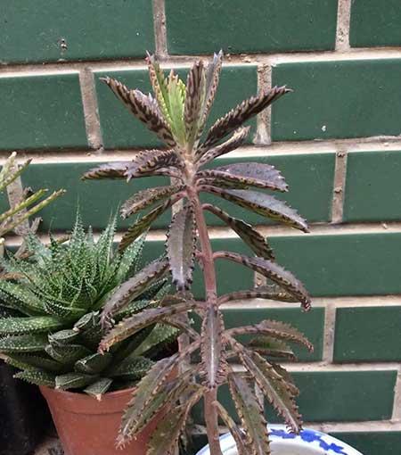 哪种绿植最好养