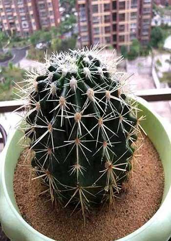 哪种绿植最好养