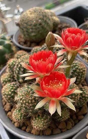 哪种绿植最好养