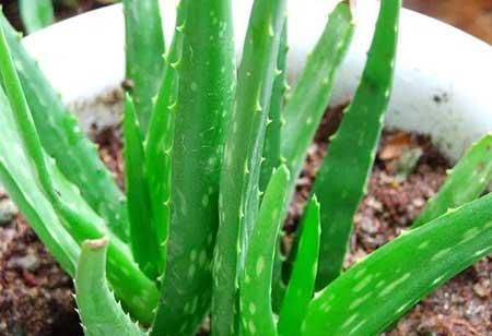 哪种绿植最好养