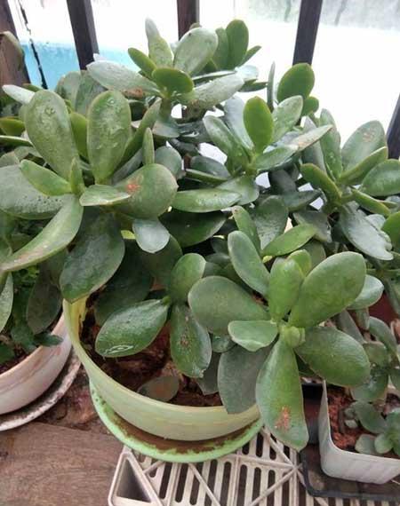 客厅放什么树最好养